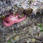 CoastCamp 132 : CoastCamp